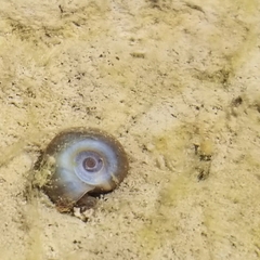 Planorbarius corneus