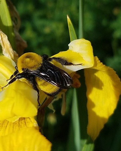 Morrison's Bumble Bee photo 3