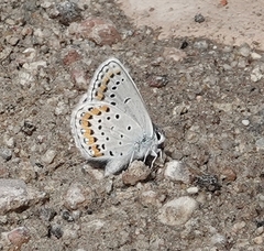 Plebejus melissa