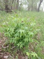 Vicia venosa baicalensis