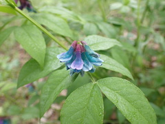 Vicia venosa baicalensis