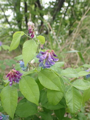 Vicia venosa baicalensis