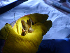 Hipposideros jonesi