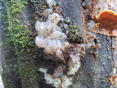 Naematelia encephala