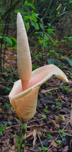Amorphophallus bulbifer, photograph 3