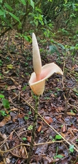 Amorphophallus bulbifer