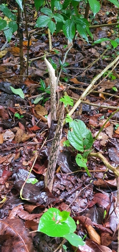 Image of Amorphophallus bulbifer by (c) Ameet Mandavia, some rights reserved (CC BY)