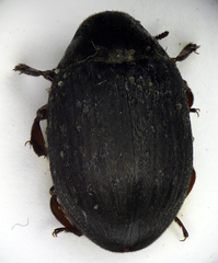 Byrrhus pilula
