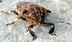 Eocanthecona concinna