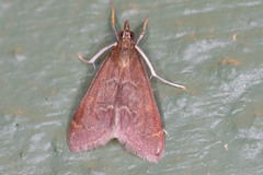 Pyrausta atropurpuralis