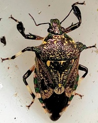 Eocanthecona concinna