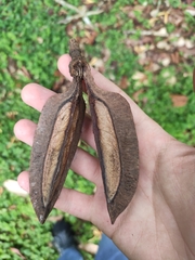 Pterospermum truncatolobatum