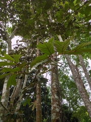 Pterospermum truncatolobatum