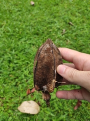 Pterospermum truncatolobatum