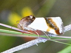 Tarache lactipennis
