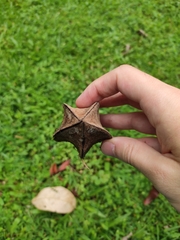 Pterospermum truncatolobatum