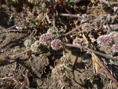 Chorizanthe cuspidata