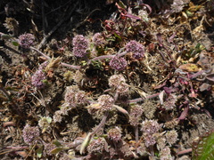 Chorizanthe cuspidata