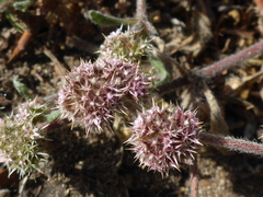 Chorizanthe cuspidata