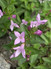 Houstonia montana