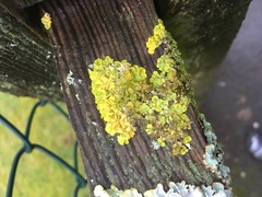 Xanthoria parietina