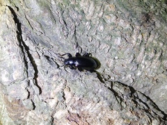 Derosphaerus exularis