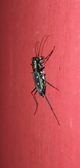 Cicindela flavomaculata