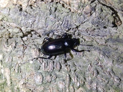 Derosphaerus exularis