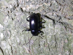 Derosphaerus exularis