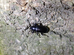 Derosphaerus exularis