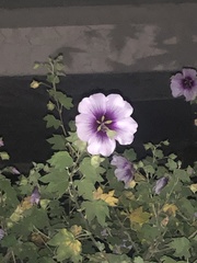 Malva subovata bicolor