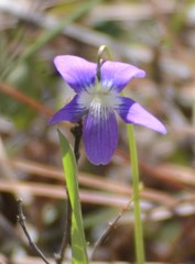Viola palmata