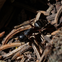 Camponotus herculeanus