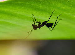 Gigantiops destructor