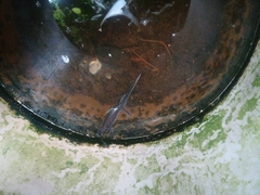 Lissotriton vulgaris