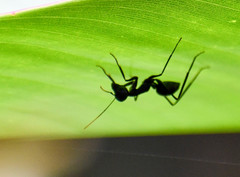 Gigantiops destructor