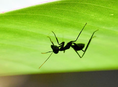 Gigantiops destructor