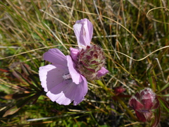 Sidalcea calycosa
