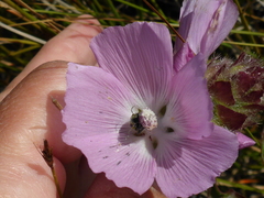 Sidalcea calycosa