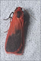 Scoliacma bicolora