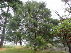Juniperus maritima
