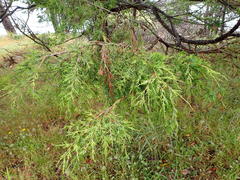 Juniperus maritima