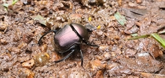 Paragymnopleurus sinuatus