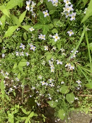 Houstonia serpyllifolia