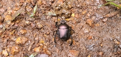 Paragymnopleurus sinuatus