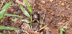 Paragymnopleurus sinuatus
