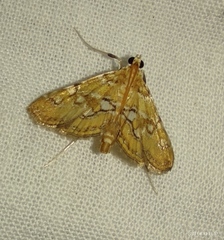 Pantographa