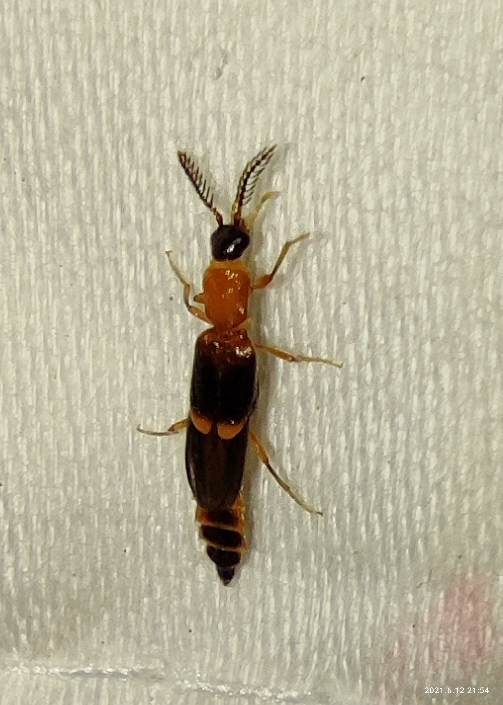 Cydistinae