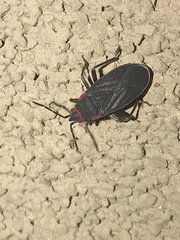Melacoryphus rubicollis