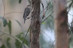 Climacteris erythrops